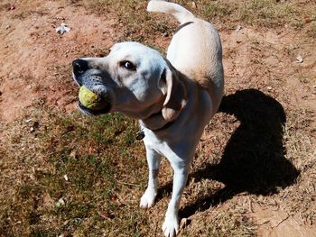 High angle view of dog carrying ball in mouth while standing on field during sunny day