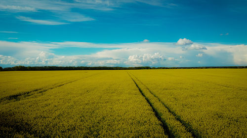 Scenic view of agricultural field against sky