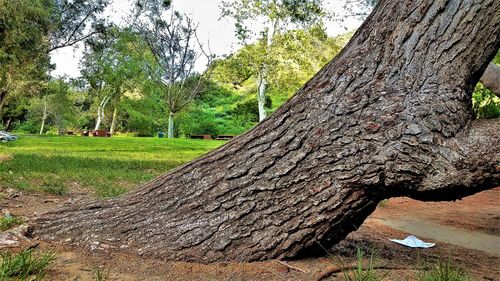 Close-up of lizard on tree against sky