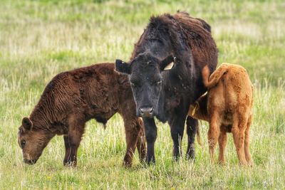 Cows in a field