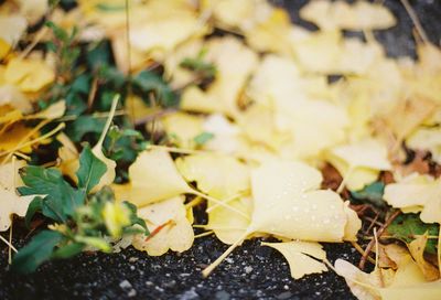 Close-up of fresh yellow leaves