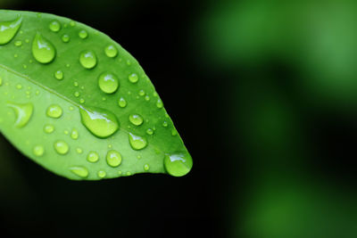 Close-up of raindrops on leaves