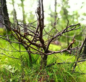 branch