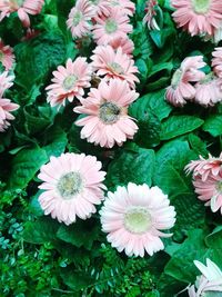 Close-up of flowers