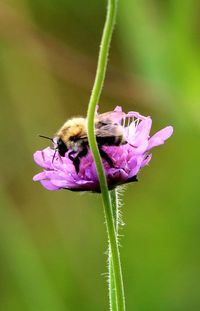 Close-up of bee pollinating on pink flower