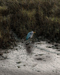 Bird perching on a field