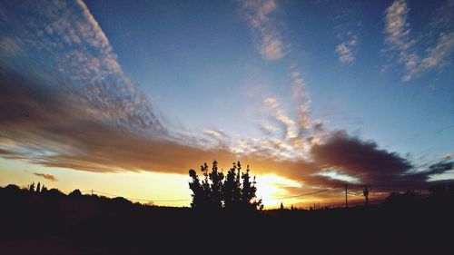 Silhouette of trees at sunset