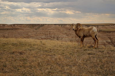 Horse grazing on field against sky