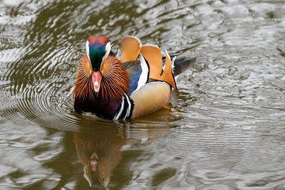 Duck swimming in lake