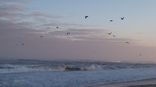 Flock of birds flying over sea