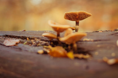 Close-up of mushroom growing outdoors