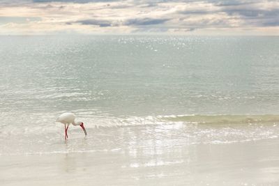 View of bird on beach