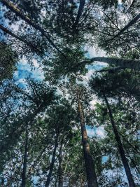 Low angle view of trees in forest