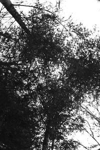 Low angle view of trees in forest against sky