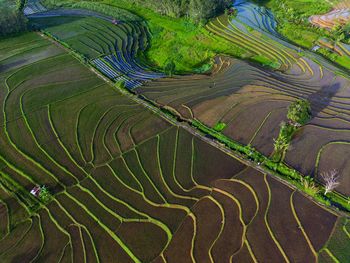 High angle view of agricultural field