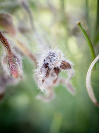 Close-up of insect on flower