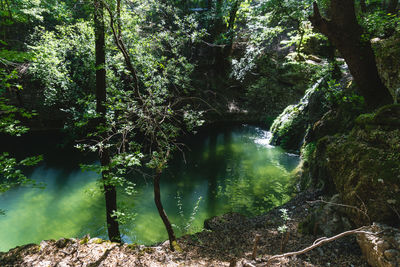 Scenic view of waterfall in forest