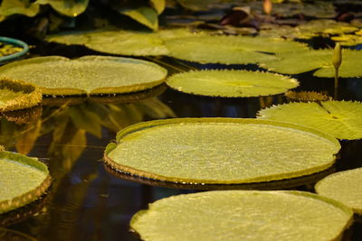 Close-up of lotus water lily