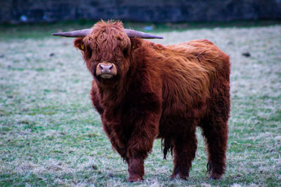 Portrait of horse standing on field