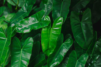 Full frame shot of green leaves