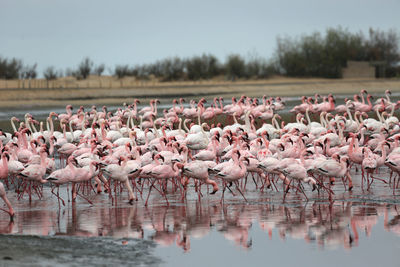 Flock of birds in lake