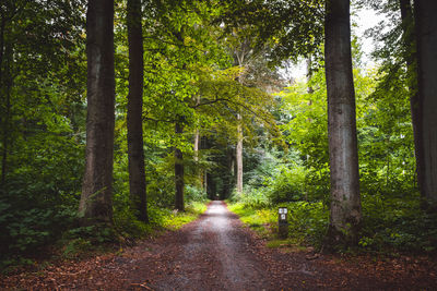 Empty road along trees in forest