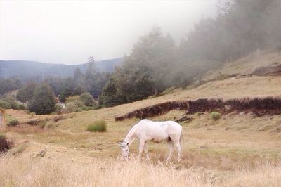 Sheep grazing on field