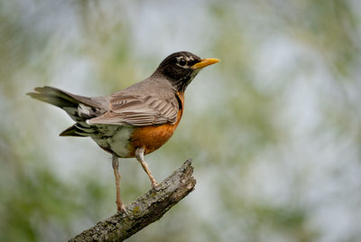 An american robin perched on a branch in the forest.