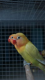 Close-up of parrot in cage