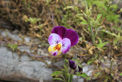 flowering plant