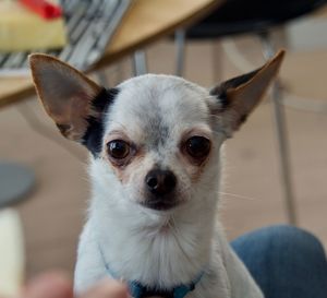 Portrait of dog at home