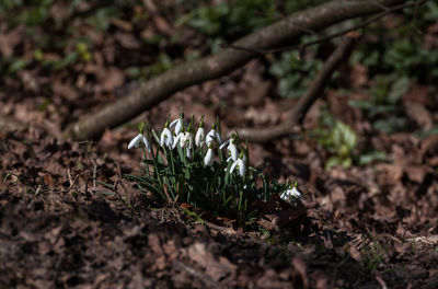 Close-up of plant