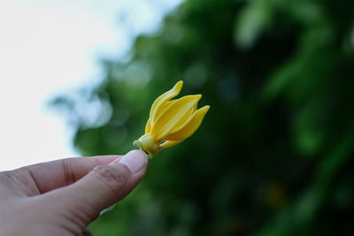 Close-up of hand holding yellow flower