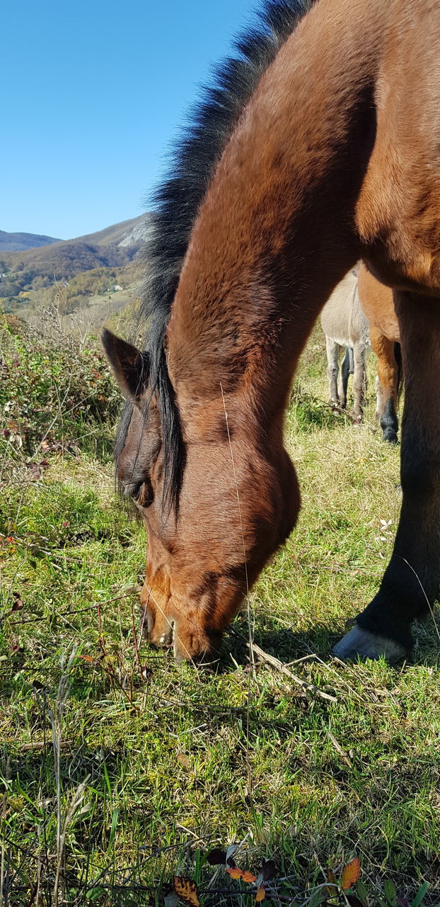 VIEW OF A HORSE GRAZING IN FIELD