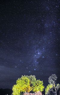 Low angle view of trees against sky at night