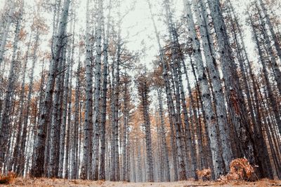 Pine trees in forest during winter