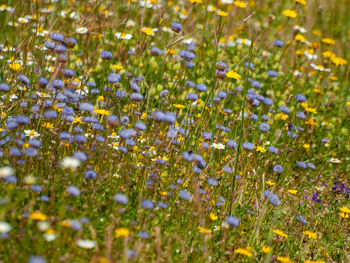 Close-up of flowering plants on field