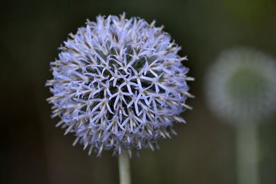 Close-up of purple flower blooming outdoors