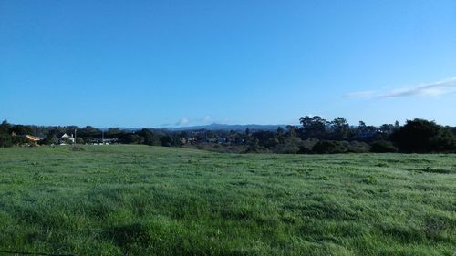 Scenic view of field against clear blue sky