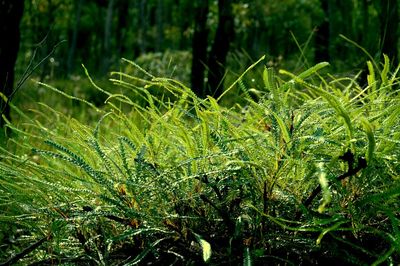 Close-up of plants growing in field