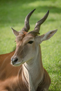 Close-up of deer on field