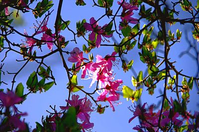 Low angle view of pink flowering plant against sky