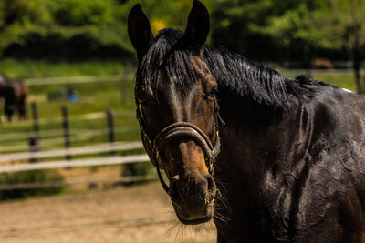Close-up of horse on field
