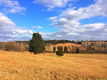 Trees on countryside landscape