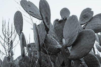 Low angle view of prickly pear cactus against clear sky