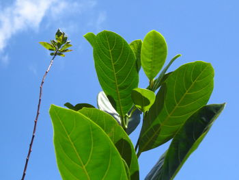 Low angle view of leaves against blue sky