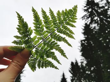 Close-up of hand holding tree against sky