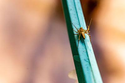 High angle view of insect