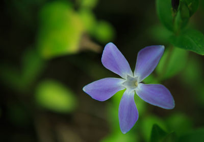 Close-up of purple flowering plant