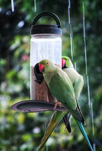 Close-up of bird perching on feeder